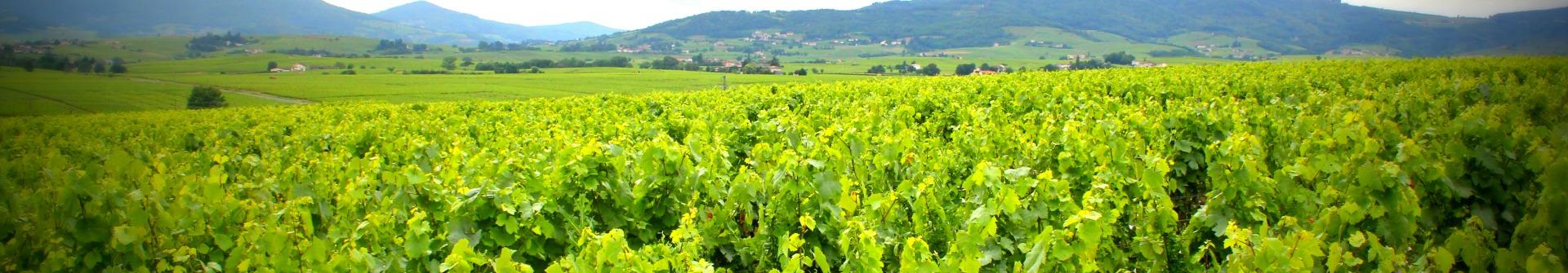 beaujolais6-13.jpg